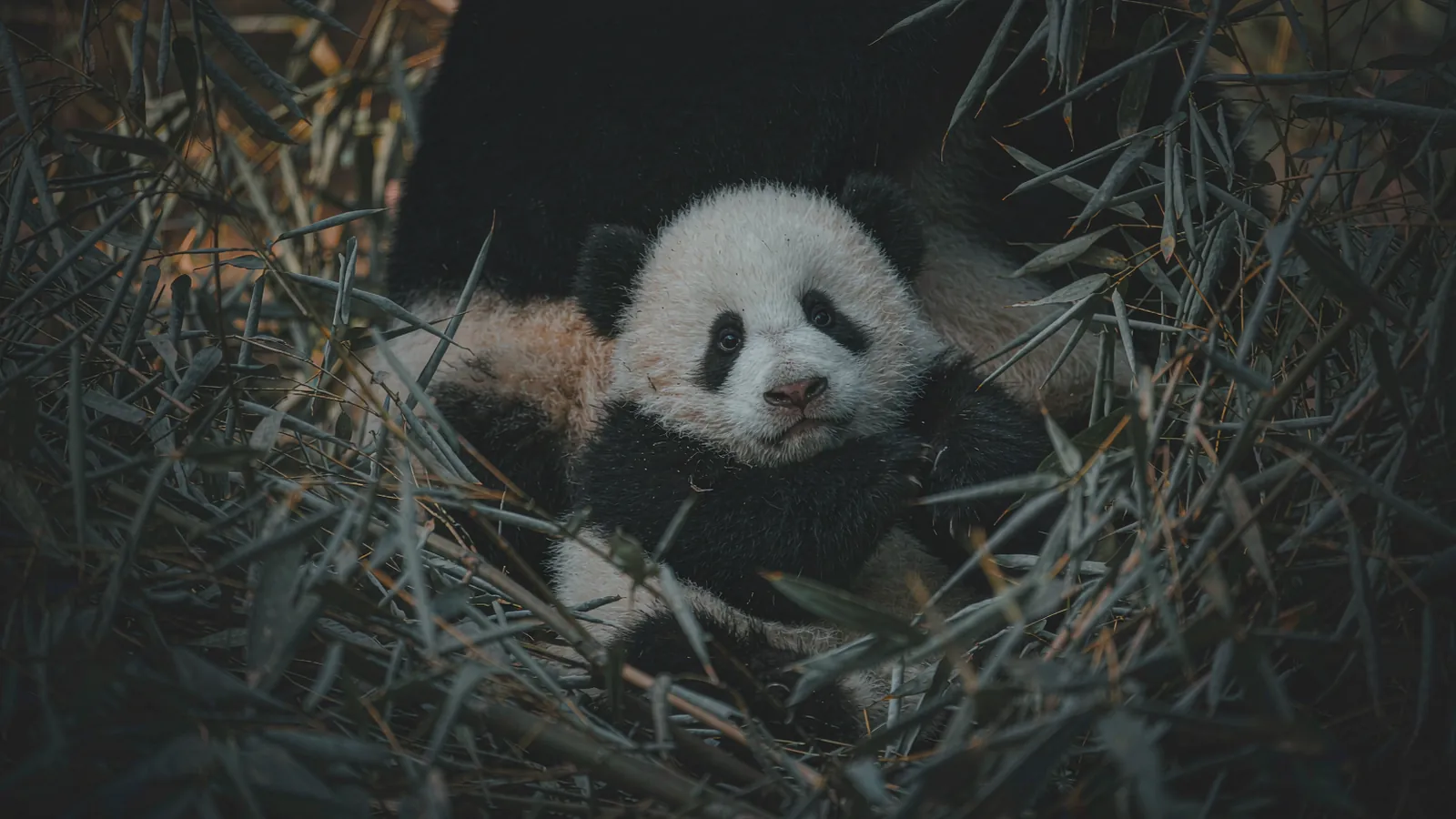 Panda gigante sentado a comer bambu num recinto verde, de manhã
