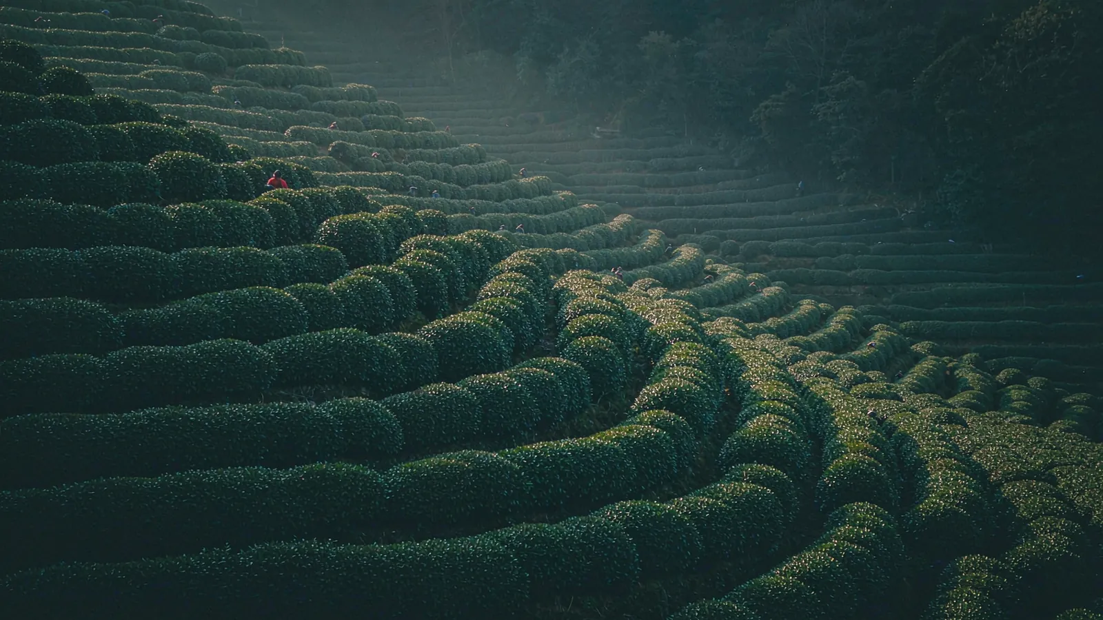 Terraces of Longjing tea vines on the slopes above Hangzhou, rows aligned out of sight