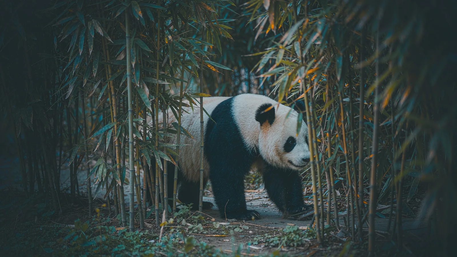 Panda gigante sentado num bosque de bambu na base de Chengdu, comendo um caule